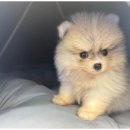 도그마루 천안지점 이미지