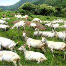 덕성축산 이미지