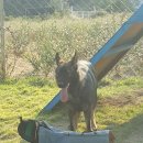 애견친구 이미지