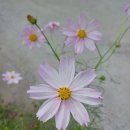 꼬꼬놀이터 이미지