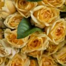 원예심리치료전문가과정 이미지