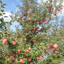 다운농장 이미지