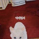 멀씨(Mercy) 이미지