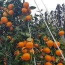 오세열농장 이미지