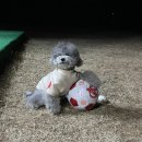 더블스테이 또또멍5호 네이버블로그