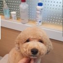 강아지song 이미지