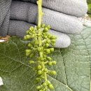 화수농장 이미지