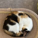 냥스테이 이미지