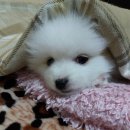 포비츠 - 제주시 월성로4길 25 | 포비츠
