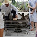 Fall in dog 이미지