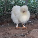 청석농장 이미지