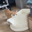 펫플러스라이프 | [집사일기] - 네이버펫바우처 바잇미 숨숨집바스켓 사용후기