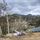 벚꽃 만끽 홍천 애견동반 캠핑 알지캠프266
