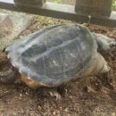 거북공원-1 이미지