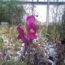 금어로1 이미지