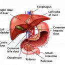 엘 동물병원 이미지
