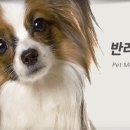 팝애니랩 | 대만족 강아지 팝애니랩 식이알러지검사 솔직후기!