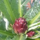 짱구농장 이미지