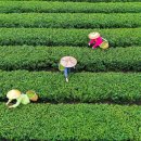 탑산농장 이미지