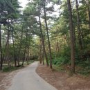 해송 이미지