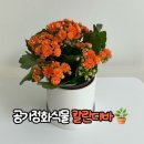 실내공기정화식물 꿈의정원 칼란디바 키우기 쉬운 반려식물