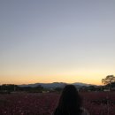 핑크뮬리 이미지