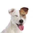 웃는강아지 이미지