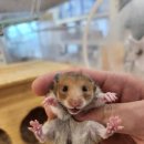 로던트클럽 이미지