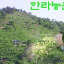 덕이농장 Daum카페