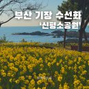 신평공원 | 부산 기장 수선화 숨은 명소 신평소공원 실시간 개화상황 오션뷰 주차 방문후기