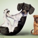 아지&냥이 이미지