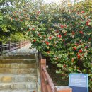 서천 마량리 동백나무 숲 이미지