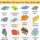 Collective Nouns for Sea Animals 이미지