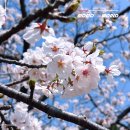 호수공원_호수광장 | 군산 벚꽃축제 은파호수공원 벚꽃 만개 후기