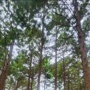 치유의 숲 이미지