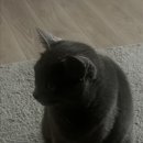 한솥도시락 가오점 이미지