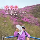 🌸밀양종남산(진달래)영남루(벗꽃)밀양읍성(유채)2025.4.5 이미지