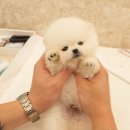 고려애견샵 이미지