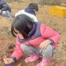 ☀️고구마 캐기 체험 ‘내가 캤구마‘🍠 이미지