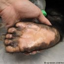 곰발바닥 이미지