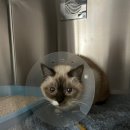 늘봄동물병원 이미지