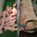 희헌농장 이미지