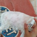 웨그독 | 유토페티아 TheBlissfulDog 더블리스풀독 클래러리 독 코롱 으로 향기롭게~~