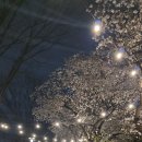예향칼국수 | 서울·근교 벚꽃 축제 명소, 아이랑 가본 곳 중 진짜 좋았던 곳만 정리
