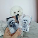 바니이발소 이미지