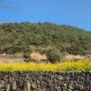 배스킨라빈스서귀포표선점 | 제주도 봄 여행 | 함덕 해수욕장 | 올리브영 루프탑 | 서우봉 | 제주족욕카페함덕점