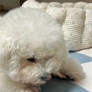 [잇플레이러브] 강아지 수제간식 추천 터키츄와 닭똥집
