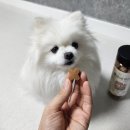 달리애견 | 강아지 홍삼, 유산균까지 챙긴 레디펫고 말랑한 애견 간식 후기