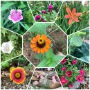 정희네 들꽃이야기 이미지