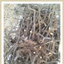 [판매완료]고사리종근(고사리뿌리) 분양(판매)합니다. 이미지